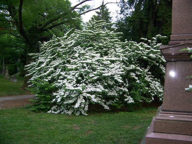 Shasta Doublefile Viburnum bush